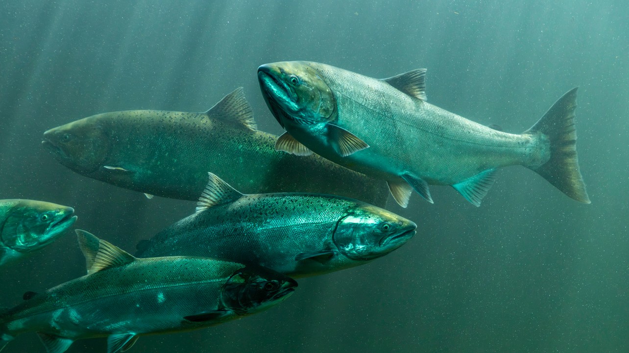 Kokaín v riečnej vode poškodzuje mladých lososov a mení ich správanie. (ilustračné foto)