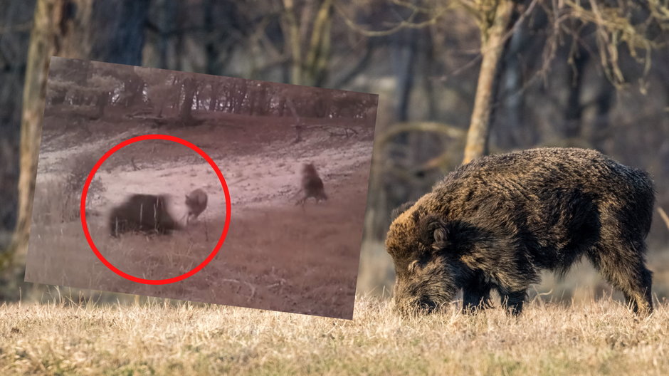 Walka wilków z dzikiem 