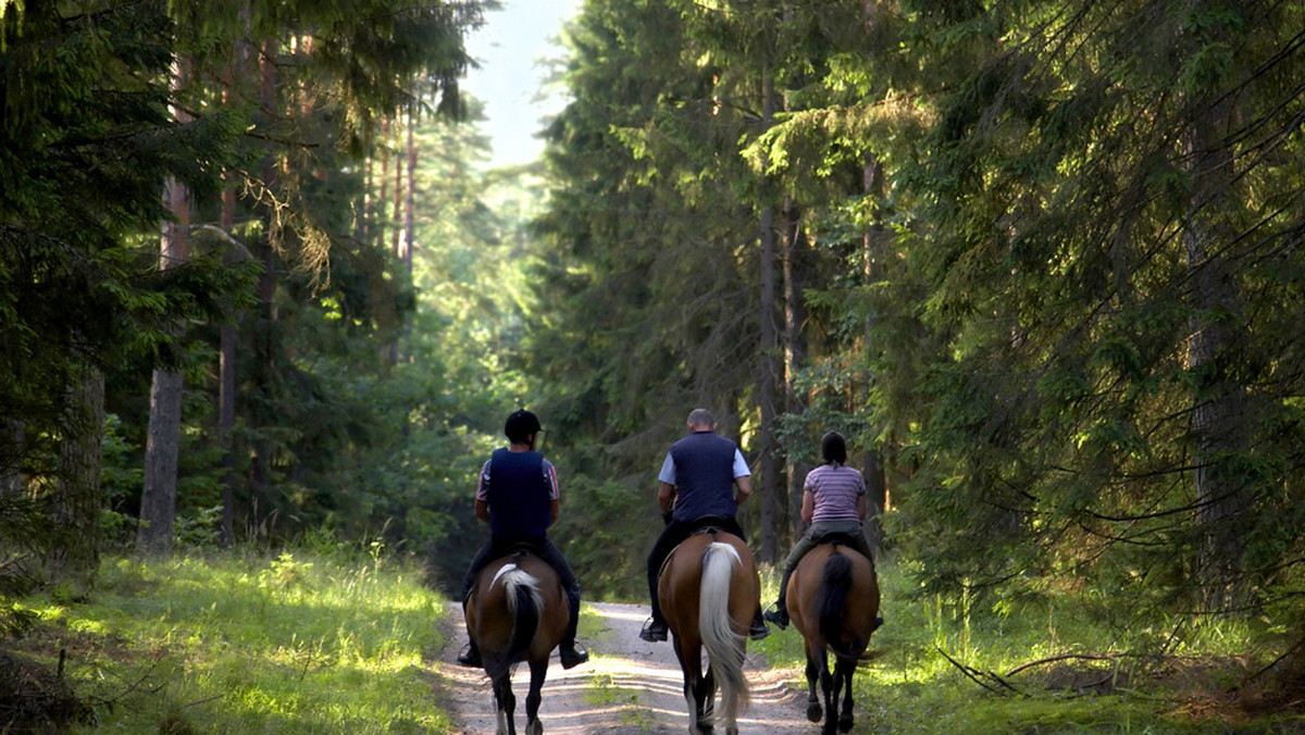 Ponad 2 tys. km długości, ok. 200 ośrodków konnych, 21 miejsc postojowych dla jeźdźców i koni oraz 30 punktów informacji - tak w liczbach wygląda trasa Łódzkiego Szlaku Konnego.
