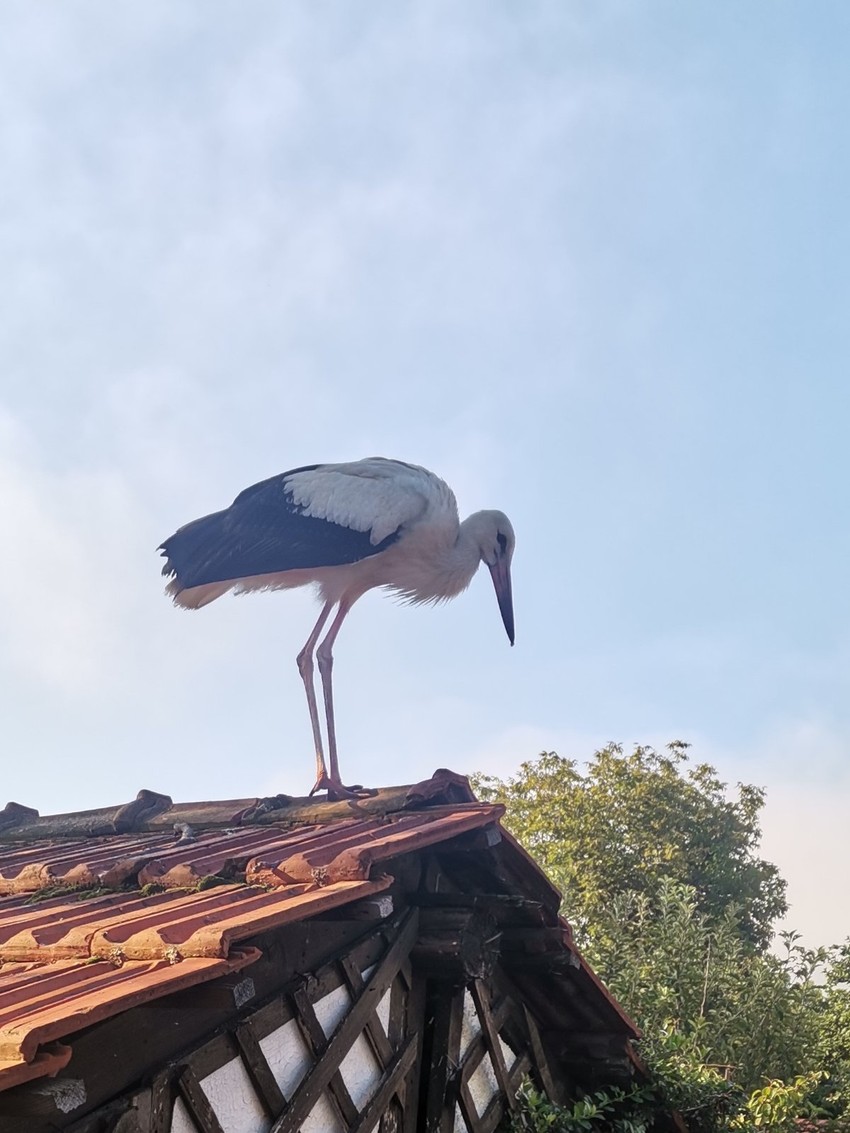Svi se nadaju da će ga videti dogodine na krovu škole