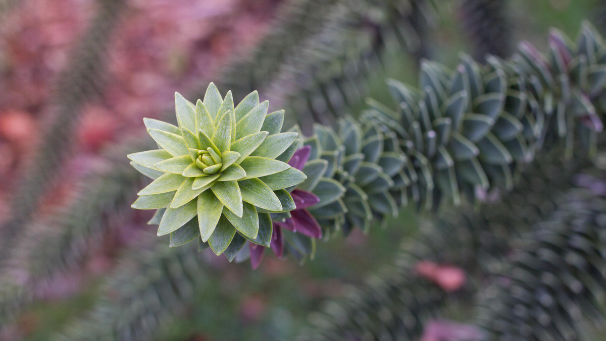 Araukaria (Araucaria), nazywana też igławą, pochodzi z Australii, choć spotkać ją również można w Ameryce Południowej. Jest to egzotyczne drzewo iglaste, zimozielone. Nazwa tego iglaka wywodzi się od nazwy indiańskiego plemienia Araukanów z Chile i Argentyny, którzy zamieszkiwali w historycznej krainie Araukanii.