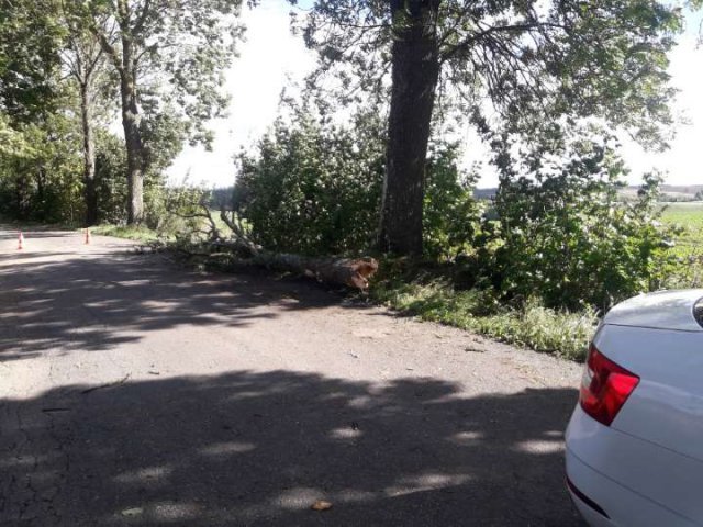 Tragedia pod Bisztynkiem. Na jadący samochód spadło drzewo, nie żyje 59-letni kierowca [ZDJĘCIA]