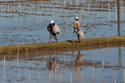 Najbiedniejsze kraje świata zagrożone. Żywność gwałtownie drożeje