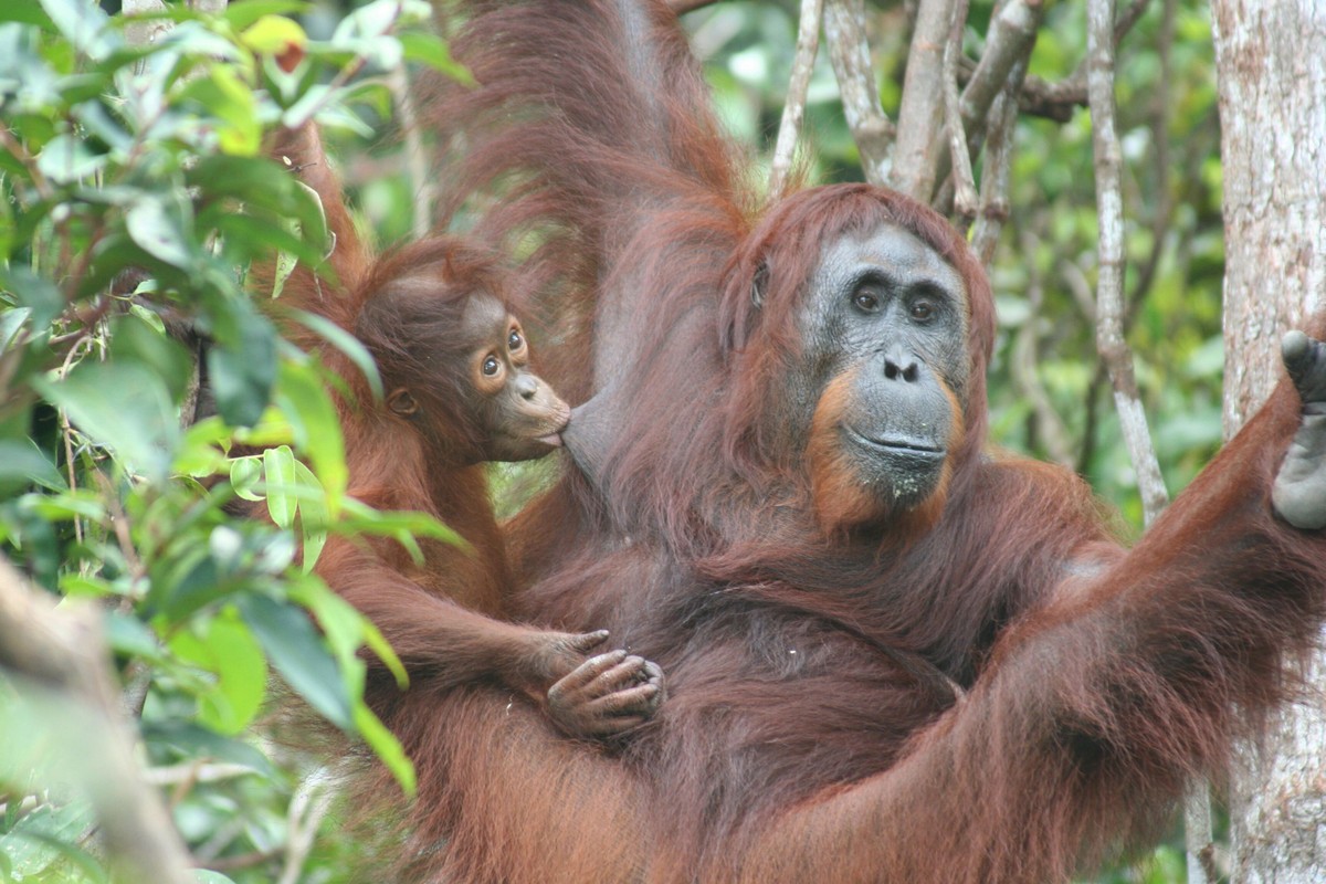 Orangutany, Borneo
