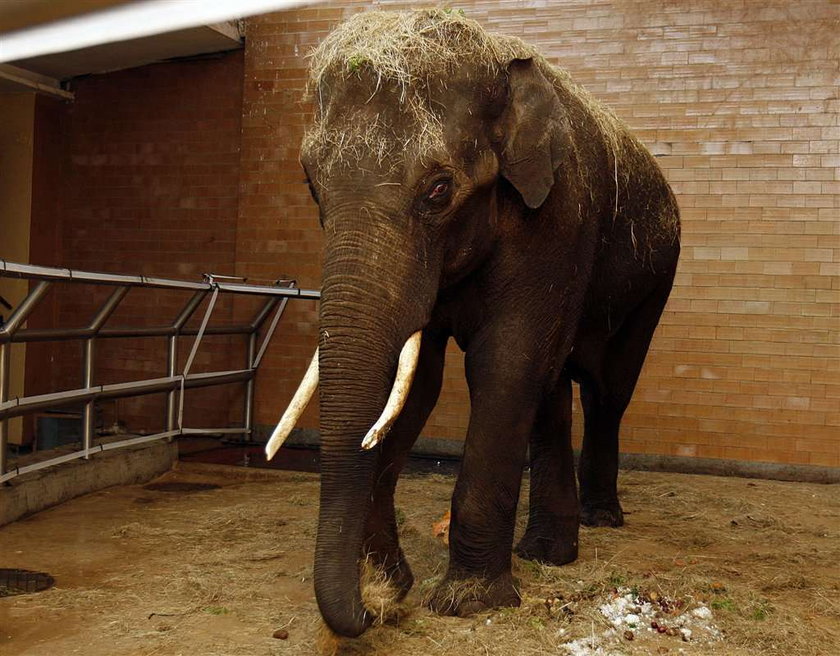 W chorzowskim zoo jest nowy słoń