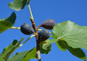 Smokve imaju jako laksativno dejstvo