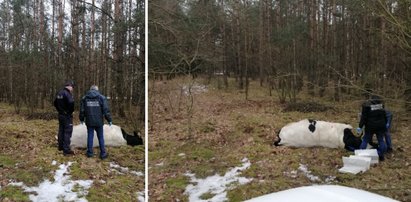 Tragiczny wypadek pod Strzegowem. Byk zabił gospodarza