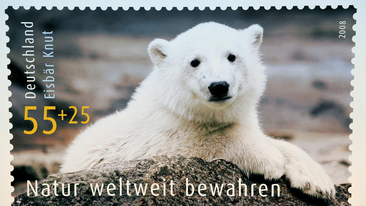 Przyczyną nagłej śmierci niedźwiedzia polarnego Knuta z zoo w Berlinie mogła być choroba mózgu - poinformował dzisiaj ogród zoologiczny w stolicy Niemiec. W trakcie sekcji zwłok zwierzęcia stwierdzono "znaczne zmiany w mózgu".