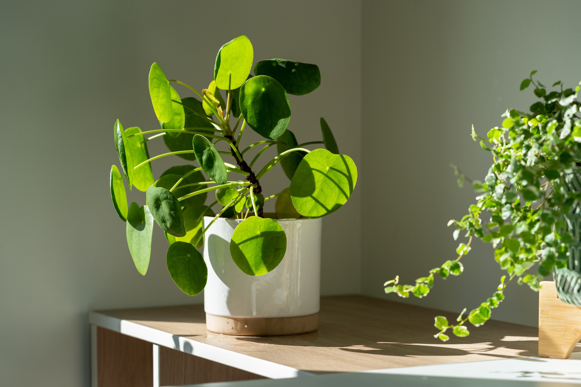 Pilea likes bright places.
