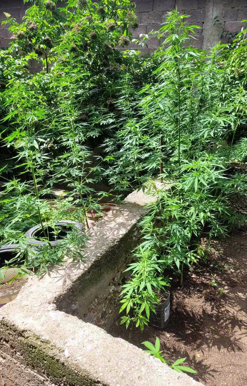 Zasad za koji se sumnja da je marihuana