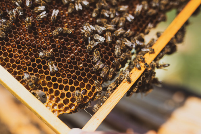 Naturalny miód powstaje z nektaru lub spadzi, które pszczoły gromadzą w plastrach