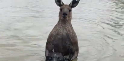 Przypakowany kangur próbował utopić psa. Wtedy do akcji wkroczył jego właściciel!