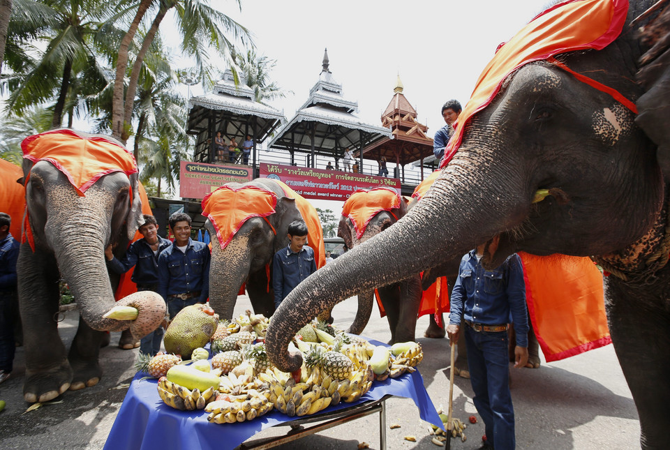 Dzień Słonia w Tajlandii