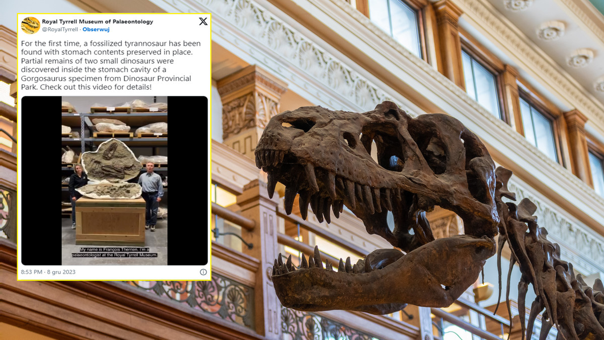 Historyczne odkrycie. W żołądku dinozaura naukowcy natrafili na wyjątkowy okaz