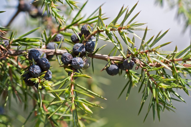 Blueberries,Of,Juniperus,Communis