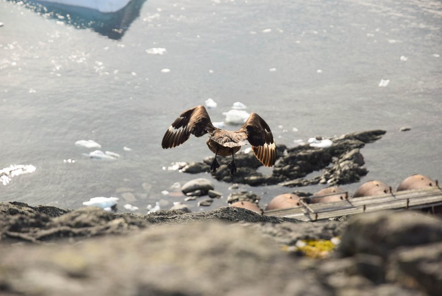 Petrel Antarktyczny