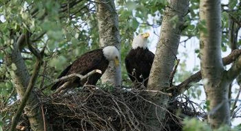 Eagle that starred in British TV series killed by Mozambique hunters