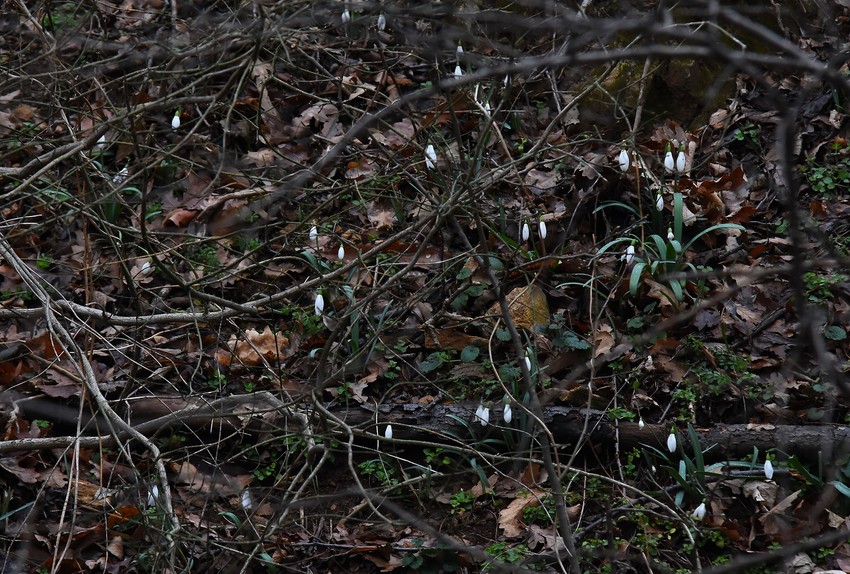 Visibabe na Fruškoj gori