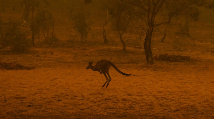 Kenguru a bozóttűz füstjében, Canberra határában 2020. január 5-én. Fotó: MTI/EPA/AAP