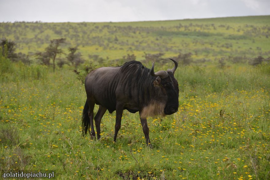 Nasze bociany i ich afrykańscy sąsiedzi podczas zimowania w kraterze Ngorongoro