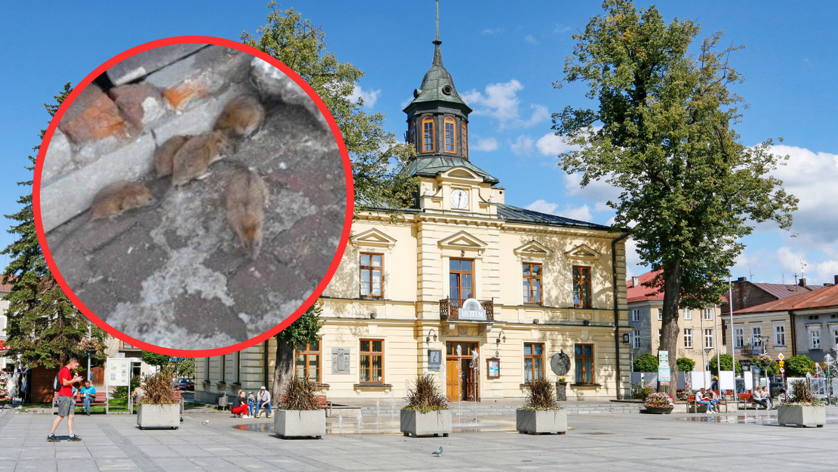 Plaga szczurów w Nowym Targu. Grasują między kamienicami