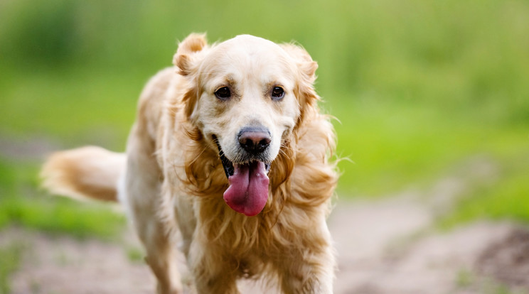 A golden retriever az egyik legbarátságosabb kutyafajta / Illusztráció: Northfoto