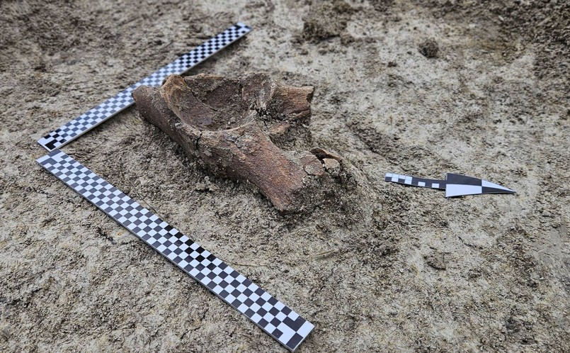 Kości mamuta odkryli archeolodzy w trakcie badań wykopaliskowych w pobliżu Zamościa, gdzie wkrótce rozpocznie się budowa drogi ekspresowej S17