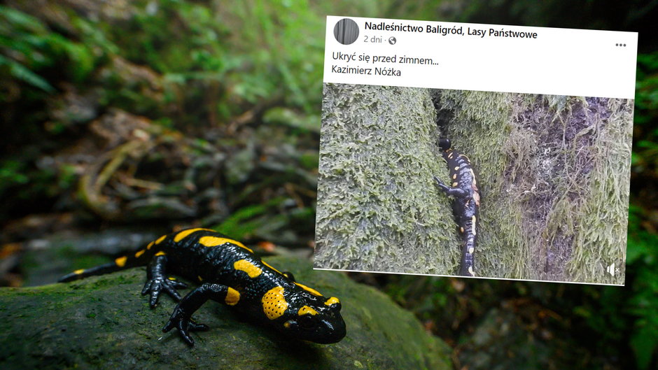 Salamandra plamista (screen: Facebook.com/NadlesnictwoBaligrodLasyPanstwowe)