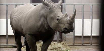 Nowy nosorożec w Śląskim Ogrodzie Zoologicznym. Witaj Nambi!