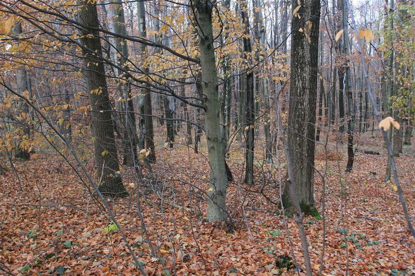 Nauczyciel zamordował ukochaną?