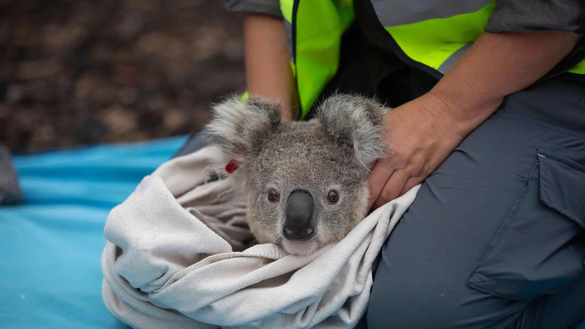 Koala uratowane z pożarów w Australii wracają do lasów