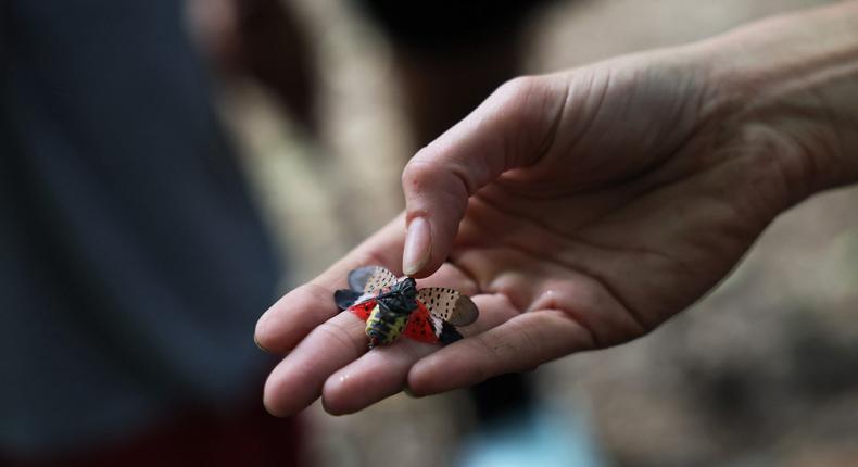 The spotted lanternfly, a hopping bug native to China, was first detected in the US in 2014.Michael M. Santiago/Getty Images