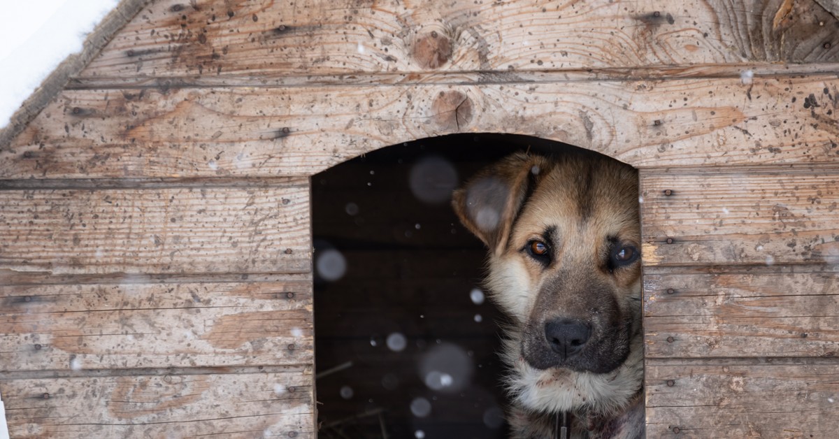 5 lat więzienia i 100 tysięcy złotych za trzymanie psa na łańcuchu. Przepisy już obowiązują