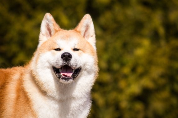 Akita inu to wulkan energii - Evelina/stock.adobe.com