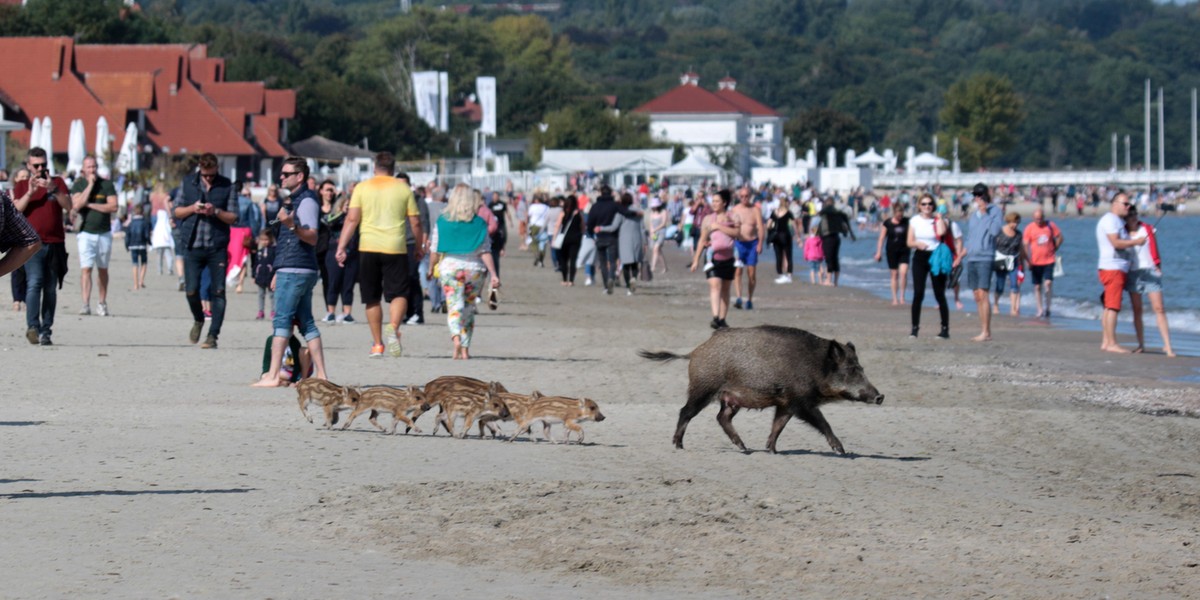 Dziki na sopockiej plaży