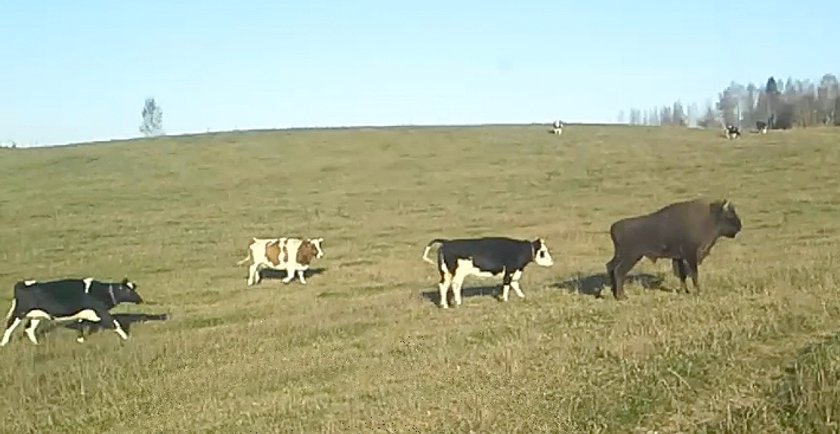 Żubr zginął przez miłość do krów