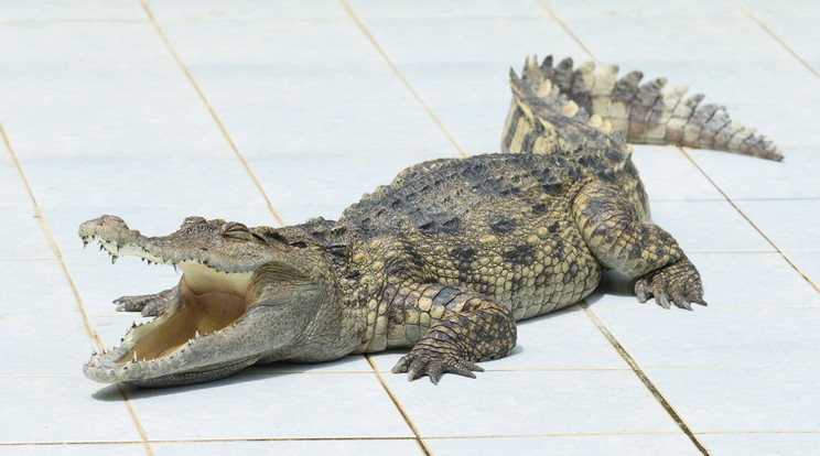 Mint kiderült, a krokodilok hangja függ a testméretüktől... /Fotó: Northfoto