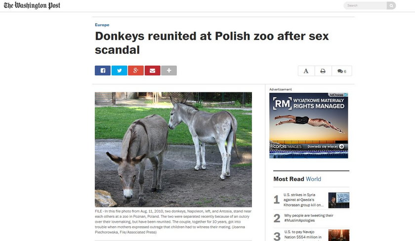 Osły z Poznania są sławne