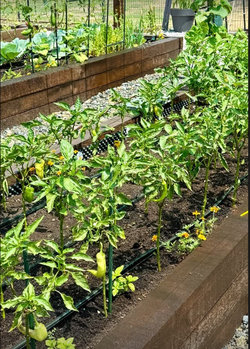 Bašta Sonje Lazetić