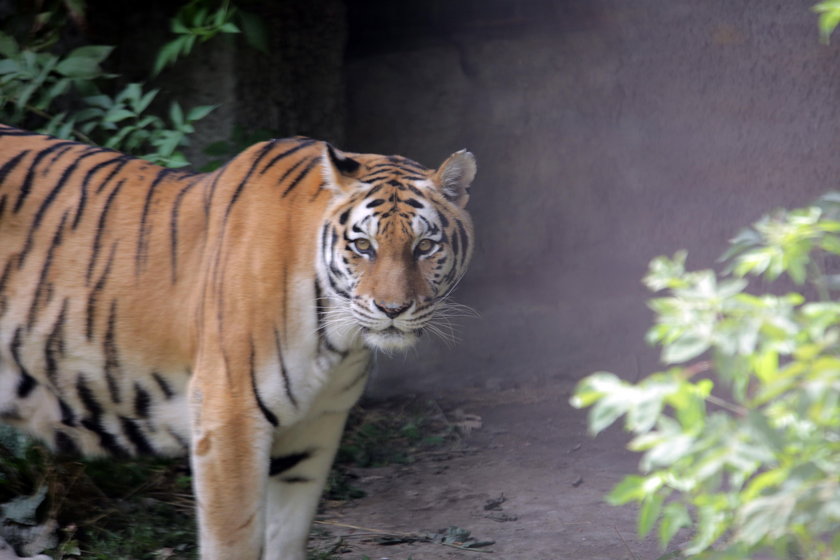 Lwy i tygrysy w ZOO w Łodzi mają nowy wybieg