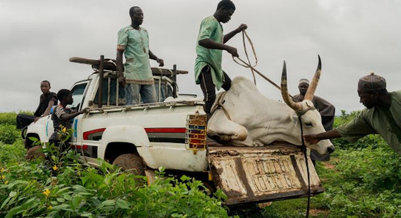 Vehicle transporting human beings with animals [HumAngle]