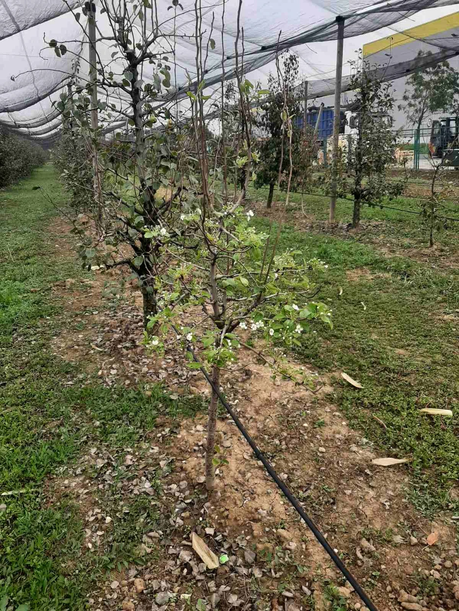 Jesenje cvetanje u voćnjacima može dovesti do pada otpornosti biljaka tokom zimskog perioda