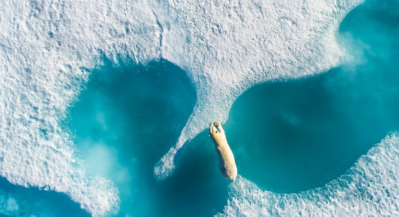 Above the Polar Bear by Florian Ledoux.Florian Ledoux/reFocus Awards