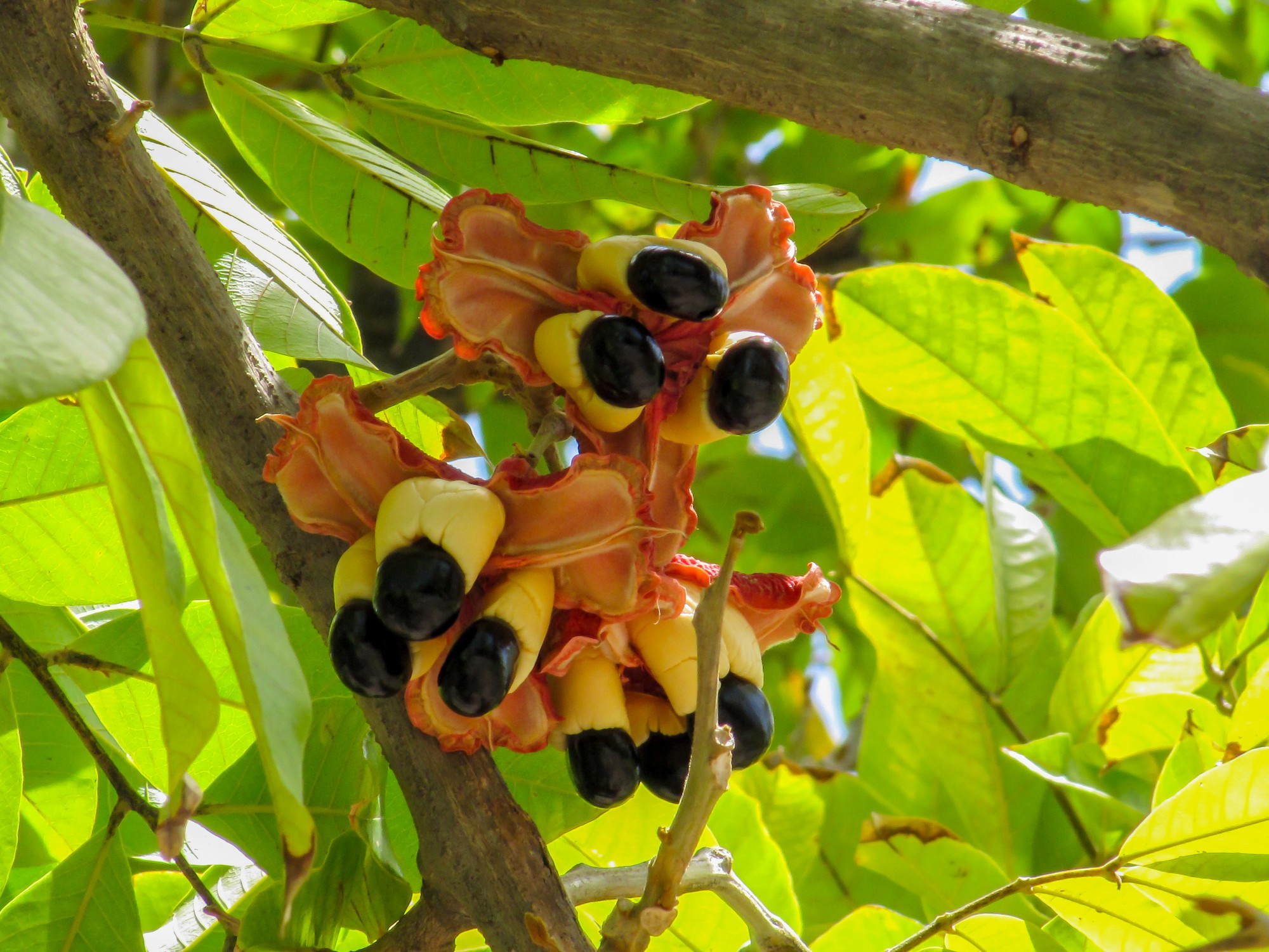 Ovocie Ackee