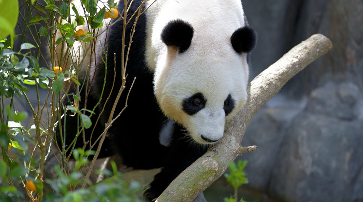Már Kínában sem számít veszélyeztetettnek az óriáspanda /Fotó: Northfoto