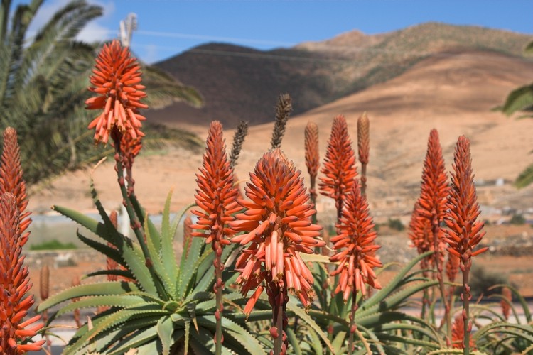 Fuerteventura – tygodniowy pobyt na tej hiszpańskiej wyspie w 3,5-gwiazdkowym hotelu z wyżywieniem typu All inclusive jest możliwy już za 1949 złotych. (Cena dla wylotu 31 marca z Warszawy).