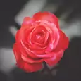 Przytnij swoje róże w ten sposób, a pięknie zakwitną