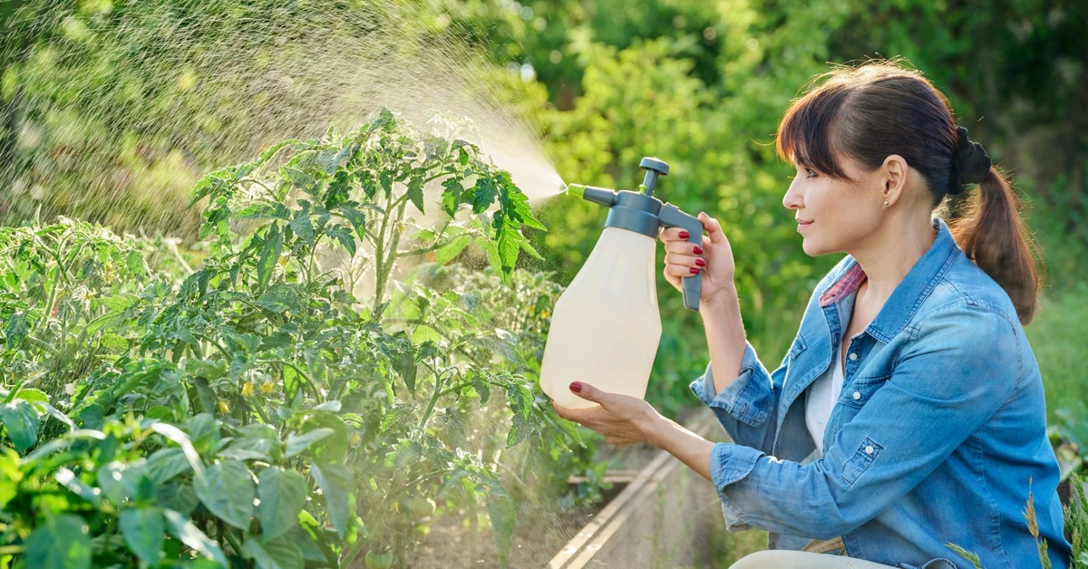 Oprysk pomidorów Miedzianem. Miedzian na pomidory - jak stosować, kiedy pryskać i czy jest szkodliwy?