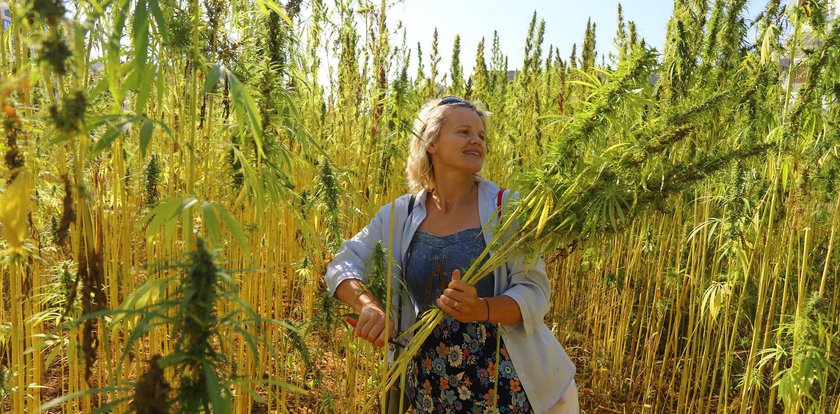 Marihuana czy konopie? Byliśmy na nietypowych żniwach w Lublinie