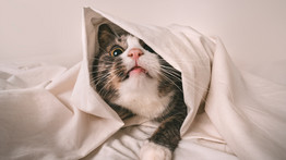 Ma van a nemzetközi macskanap: frappáns poszttal üzent a  katasztrófavédelem – fotó